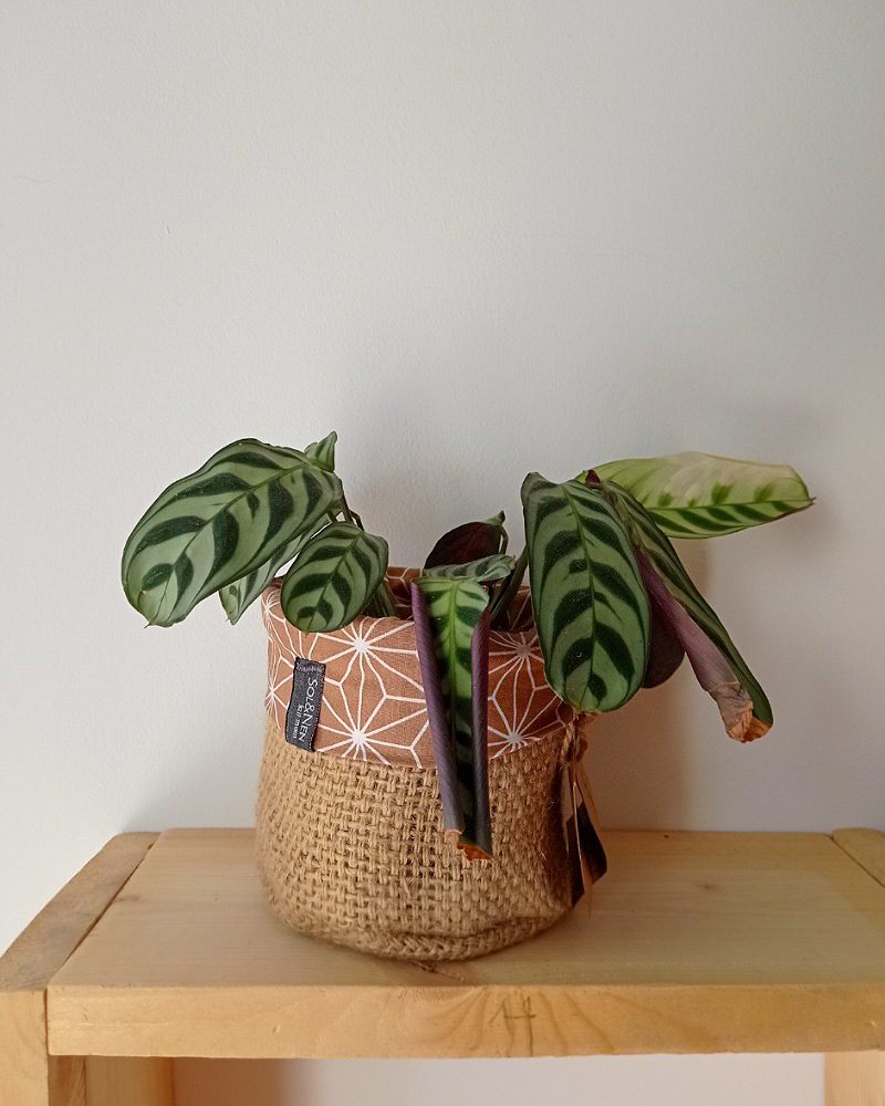 Cache-pot FLORA Ø9cm Toile de Jute / Asanoha curry