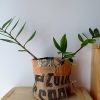 Cache-pot FLORA Ø13cm Toile de Jute / Tropical Jungle
